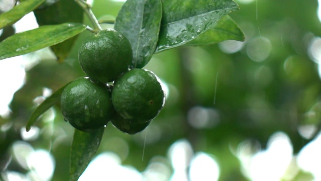 詳情圖-樹上的檸檬在雨中落下