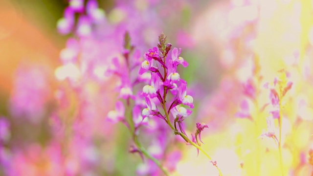 美丽的花在花园日落