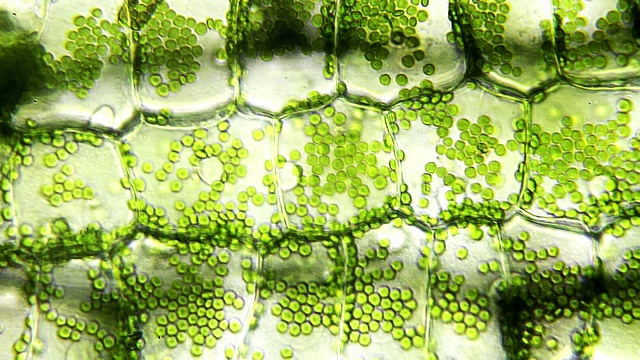 水植物叶，微观观