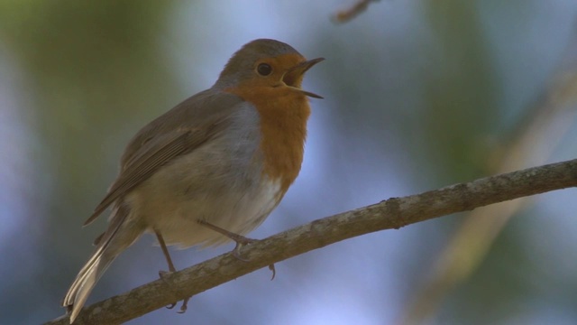 欧洲罗宾(红心rubecula)