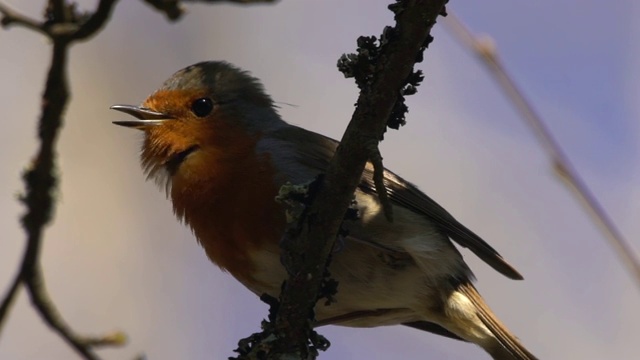 欧洲罗宾(红心rubecula)