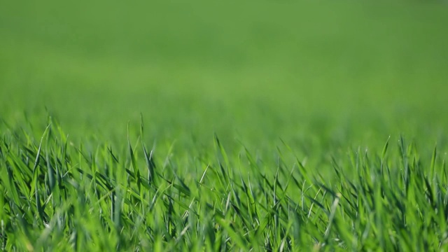 詳情圖-綠草的紋理