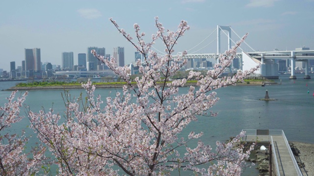 日本东京盛开的樱花