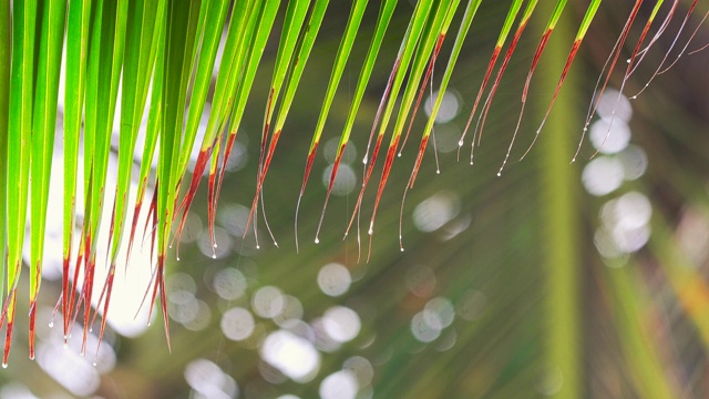 棕榈树的叶子和水滴。清晨的海滩上下着热带雨