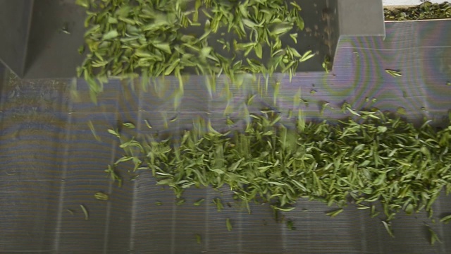 茶叶制作过程