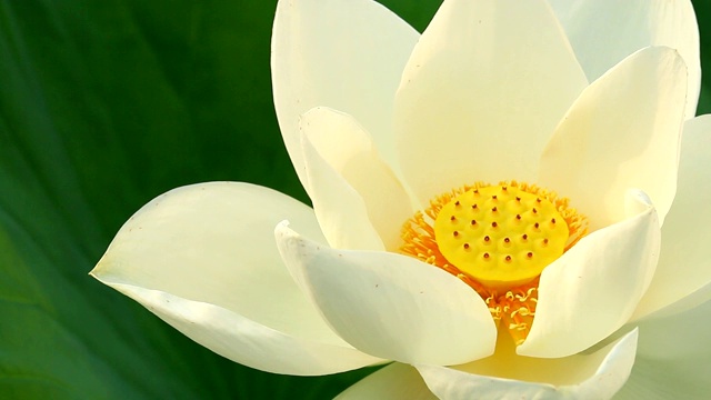 详情图-池塘里的白莲花