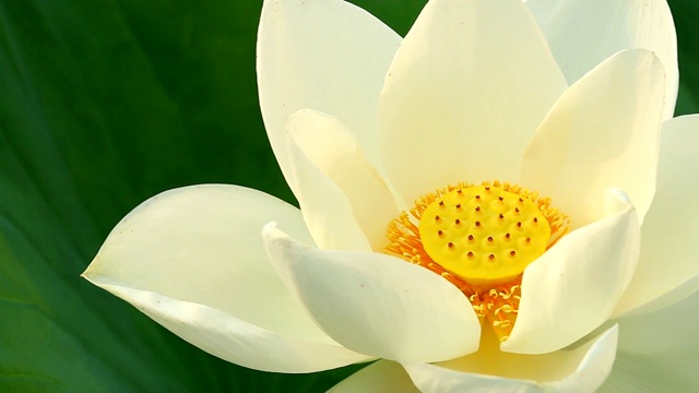 详情图-池塘里的白莲花