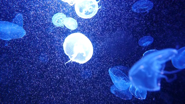 水下水母世界