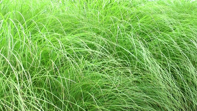 背景为狼尾草。
