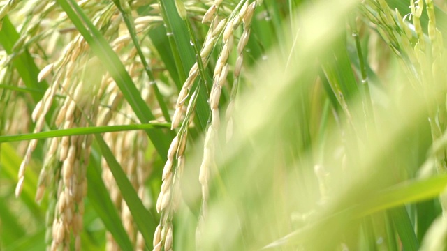 詳情圖-水稻上的SLOMO穗。