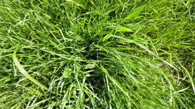 详情图-草的特写镜头。草坪特写。