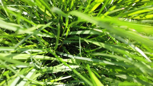 详情图-草的特写镜头。草坪特写。