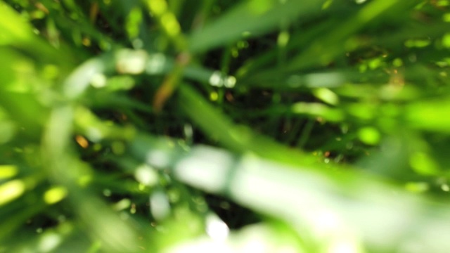 详情图-草的特写镜头。草坪特写。
