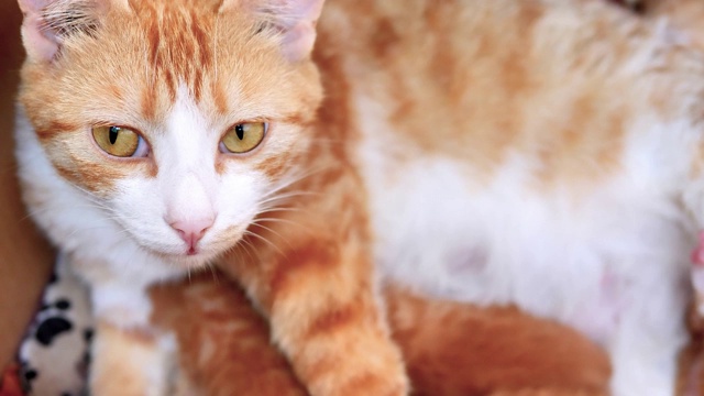 在猫窝里，虎斑猫妈妈一边喂她的小猫一边警觉地看着，4k电影，慢镜头。