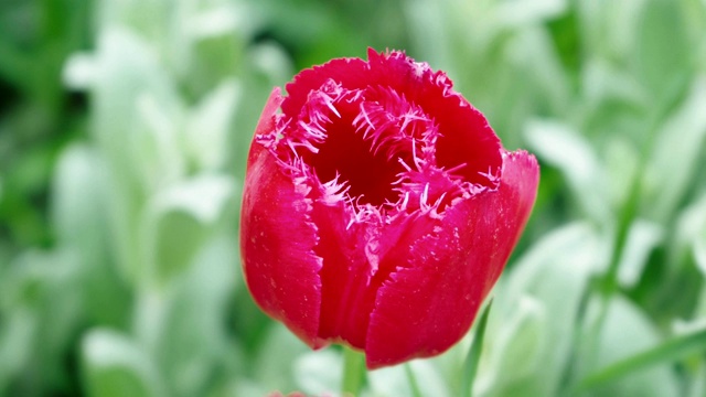 美丽的郁金香花蕾闭合了