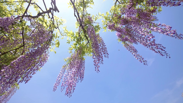 紫藤(wisteria sinensis)是紫藤属的木质、落叶、多年生攀缘藤本植物。