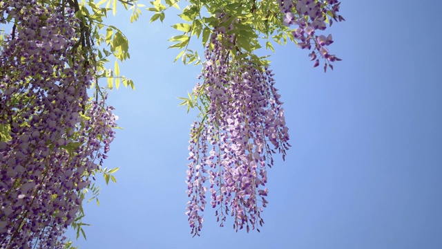 紫藤(wisteria sinensis)是紫藤属的木质、落叶、多年生攀缘藤本植物。