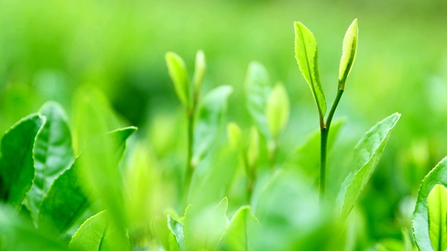 詳情圖-新鮮的茶葉