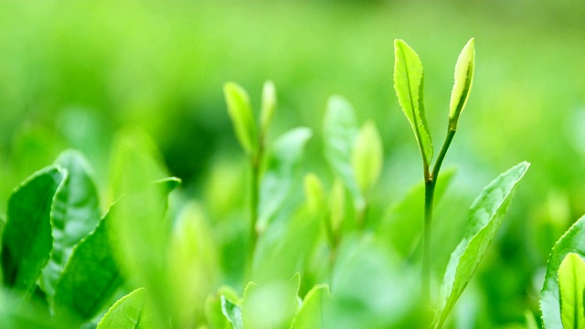 詳情圖-新鮮的茶葉