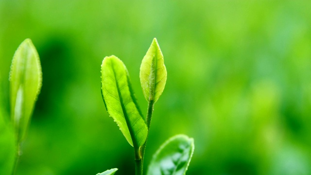 新鲜的茶叶