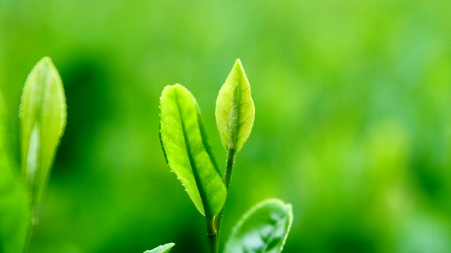详情图-新鲜的茶叶