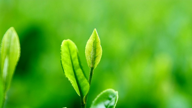 详情图-新鲜的茶叶