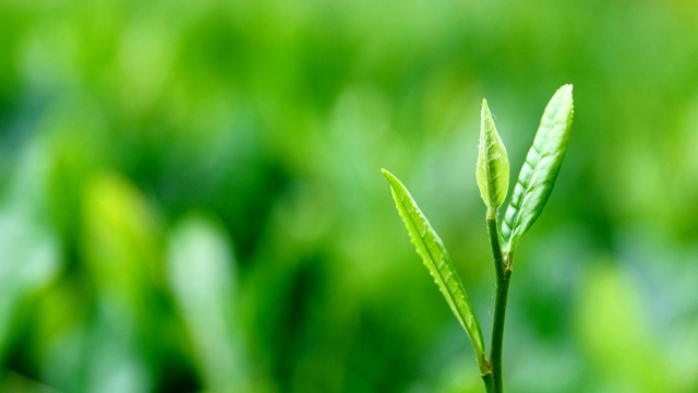 新鲜的茶叶