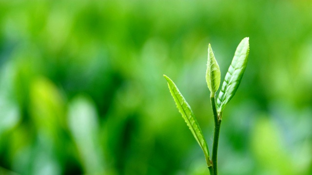 详情图-新鲜的茶叶