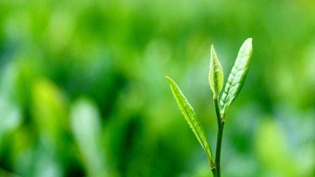 详情图-新鲜的茶叶