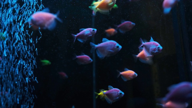 详情图-蓝色的水和泡泡。图片水下蓝色的水面和五颜六色的鱼在热带海洋或水族馆