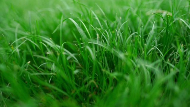 美丽的绿草郁郁葱葱的背景。关闭视图