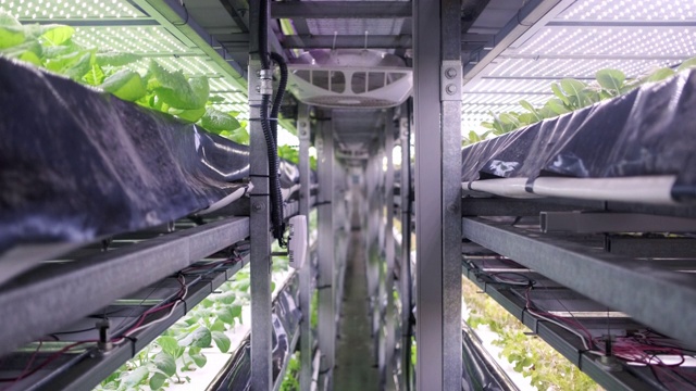 室内垂直农场的栽培植物作物架