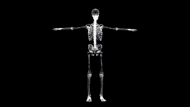 全息屏幕3d人体骨骼旋转在维特鲁威位置-环
