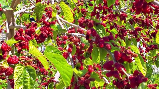 桑(tayberry)树