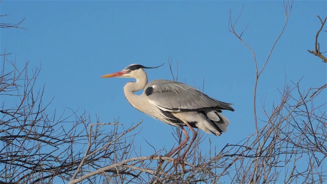 灰鹭，Ardea cinerea, Camargue，法国