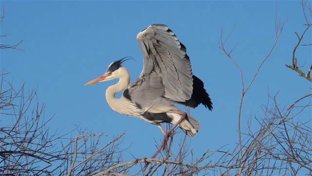 詳情圖-灰鷺，Ardea,cinerea,,Camargue，法國