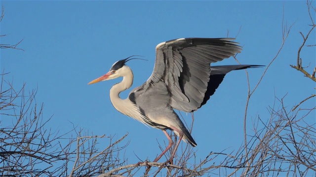 詳情圖-灰鷺，Ardea,cinerea,,Camargue，法國