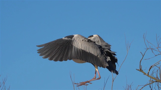 詳情圖-灰鷺，Ardea,cinerea,,Camargue，法國
