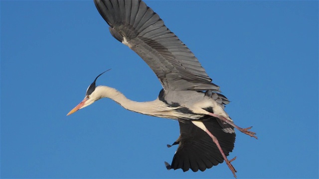 詳情圖-灰鷺，Ardea,cinerea,,Camargue，法國