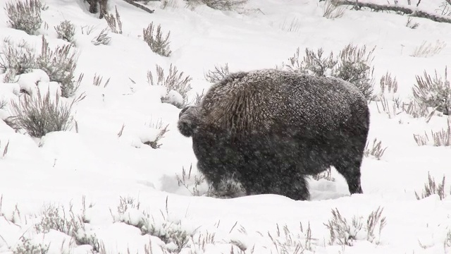 美洲野牛在厚厚的雪中犁地