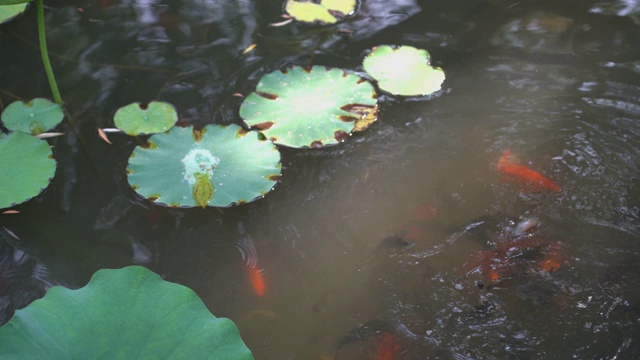 锦鲤