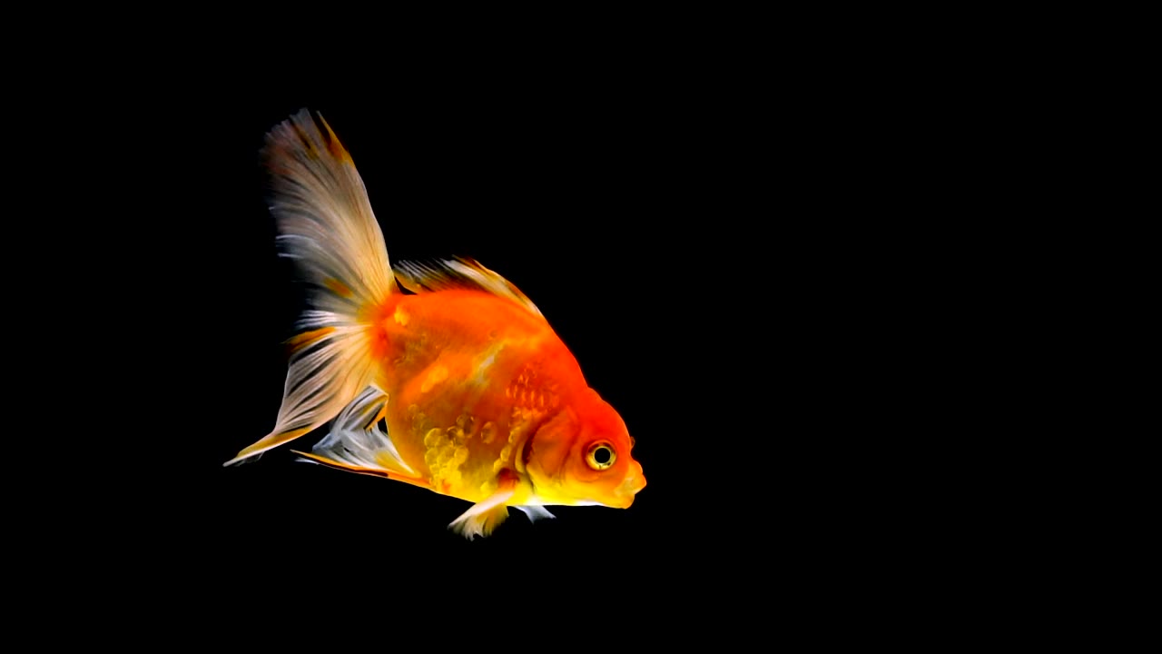詳情圖-金魚在黑色的背景上游泳