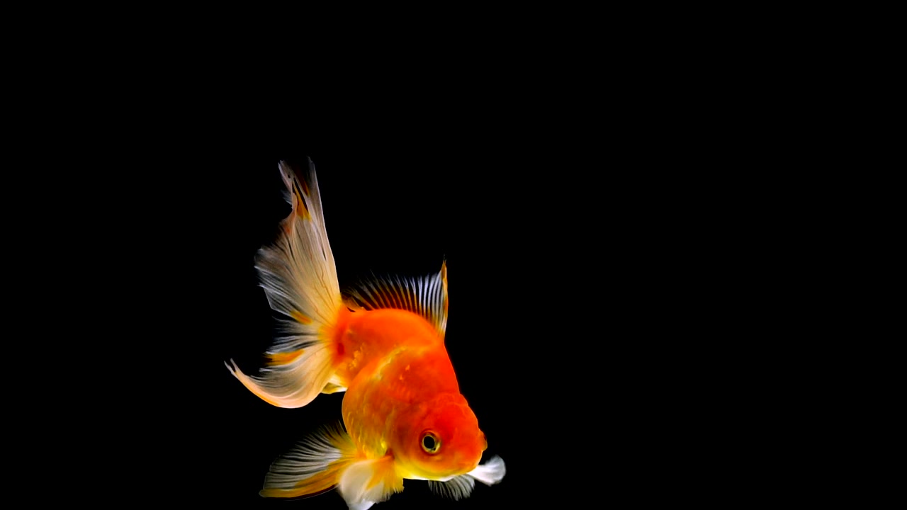 詳情圖-金魚在黑色的背景上游泳