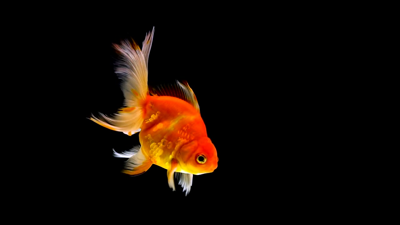 詳情圖-金魚在黑色的背景上游泳