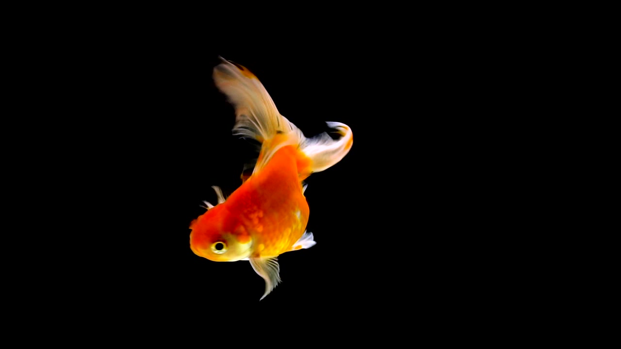 詳情圖-金魚在黑色的背景上游泳