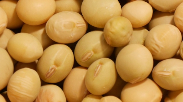 大量的黃豆轉(zhuǎn)動