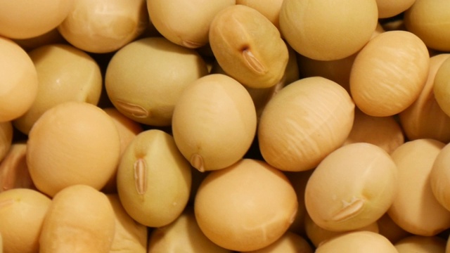 詳情圖-大量的黃豆轉動