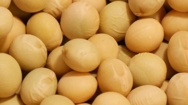 詳情圖-大量的黃豆轉動