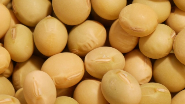 詳情圖-大量的黃豆轉動