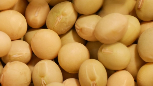 詳情圖-大量的黃豆轉動